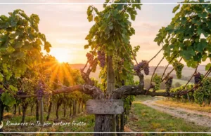 Preghiera del giorno 6 maggio 2026 – Rimanere in Te, per portare frutto Rimanere in Te, per portare frutto