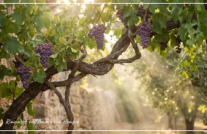 Preghiera del giorno 7 maggio 2026 – Rimanere nell’Amore che riempie Rimanere nell'Amore che riempie